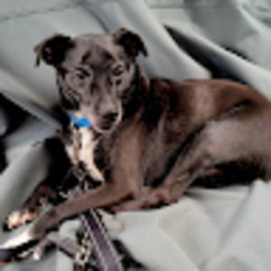 Meet your Posher, Randy